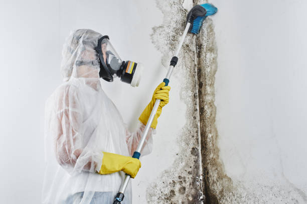 Best Industrial Mold Remediation  in Meadow Woods, FL